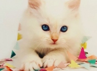 Abel-van-de-hippe-kip-studio-pets