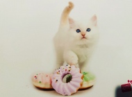 Aboe-van-de-hippe-kip-studio-pets