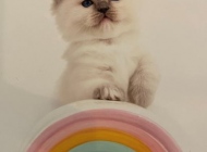 Akiro-van-de-hippe-kip-studio-pets