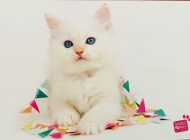 Appie-van-de-hippe-kip-studio-pets-2