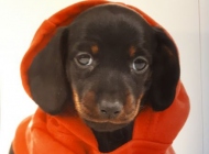 Bucky van de hippe kip