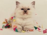 akiro-van-de-hippe-ip-studio-pets-2