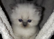 kitten