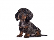 pup1