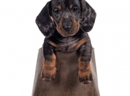 pup2