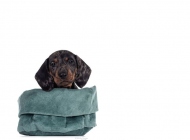 pup4