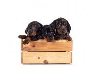 pup5