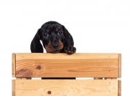 pup6