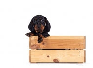 pup7