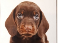 trix van de hippe kip 5