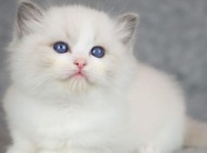 Screenshot_20181114-142945_Messenger