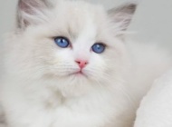 Screenshot_20190214-231740_Messenger