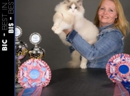 best-over-all-ragdoll-special